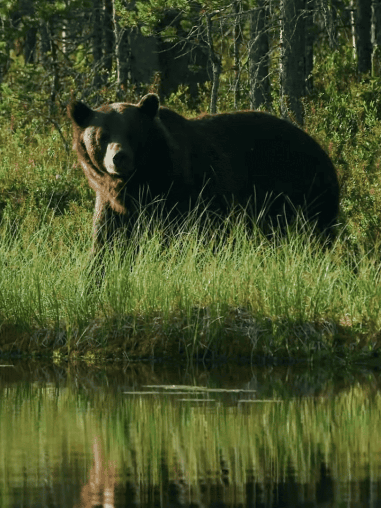 Wild bear standing on lush grass near water in a dense forest.