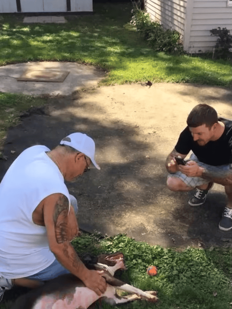 Alt text: Man training a dog in a sunny backyard with another person observing, focusing on dog rescue.