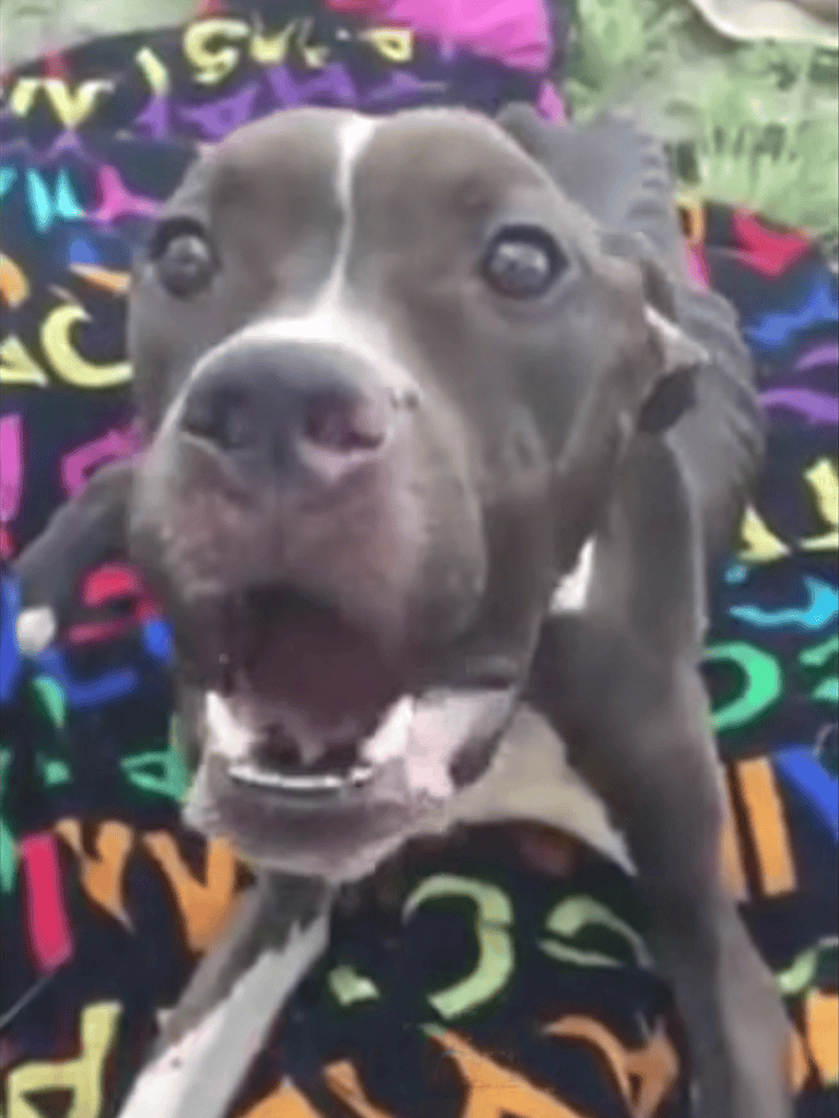 Adorable dog lying on vibrant, colorful blanket for pet care, dog training, or pet accessories.