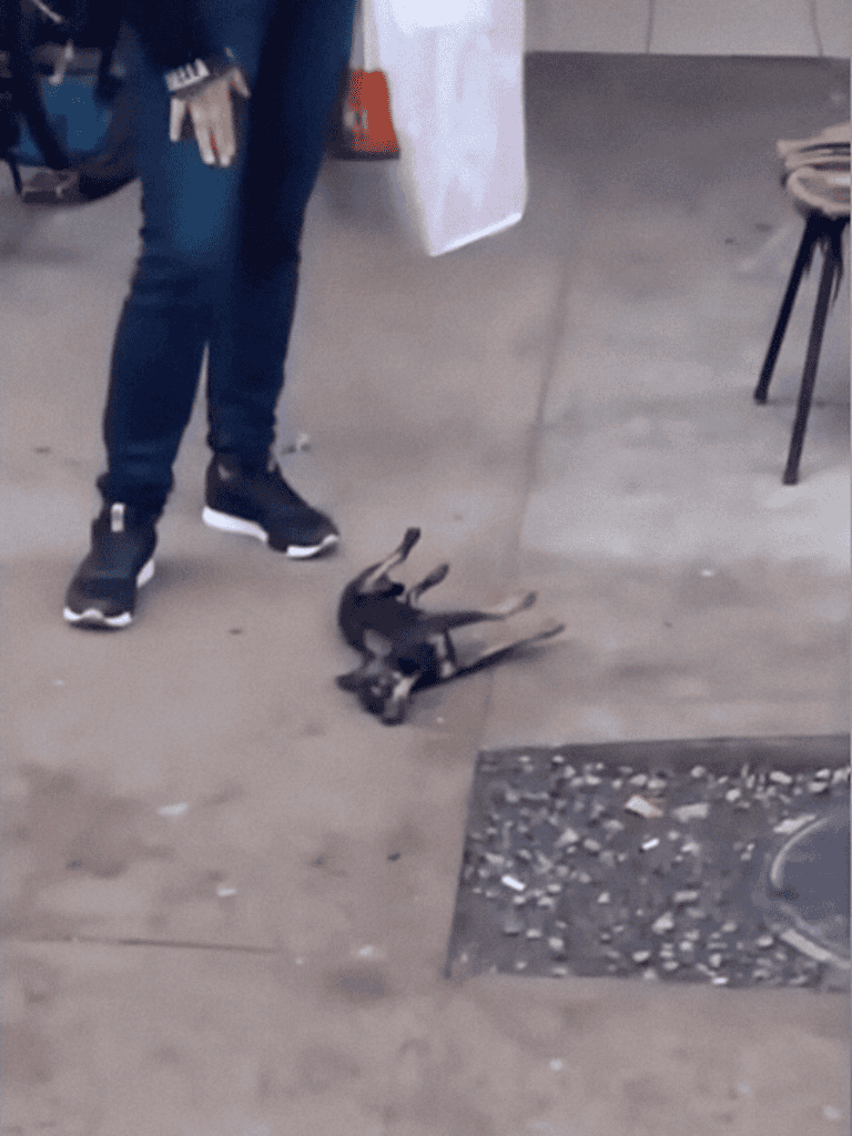 Small black puppy lying on floor after playtime, cute and tired.