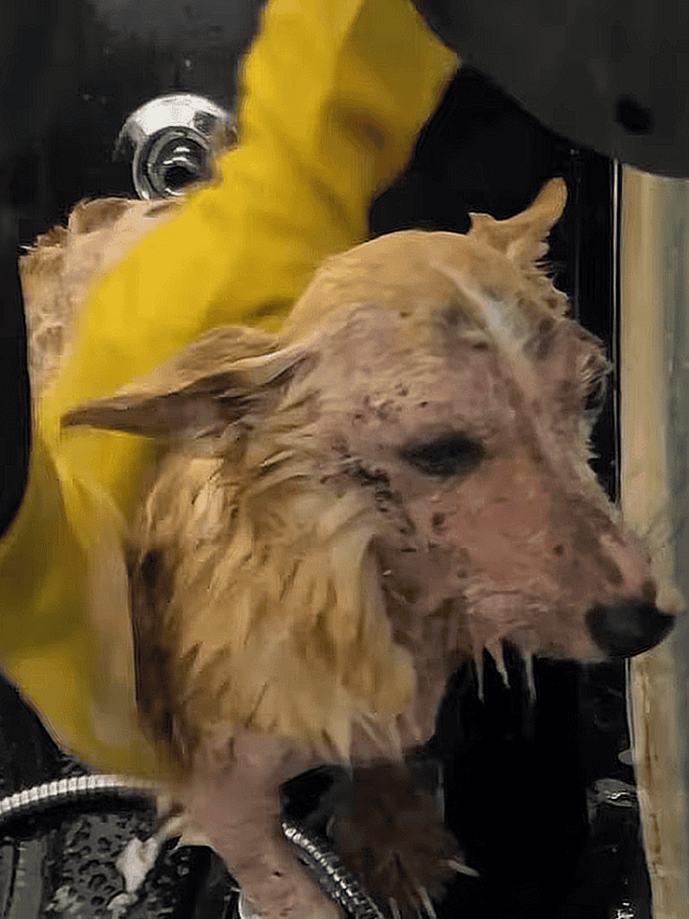 Dogwash, grooming, bath, pet care, professional dog grooming.