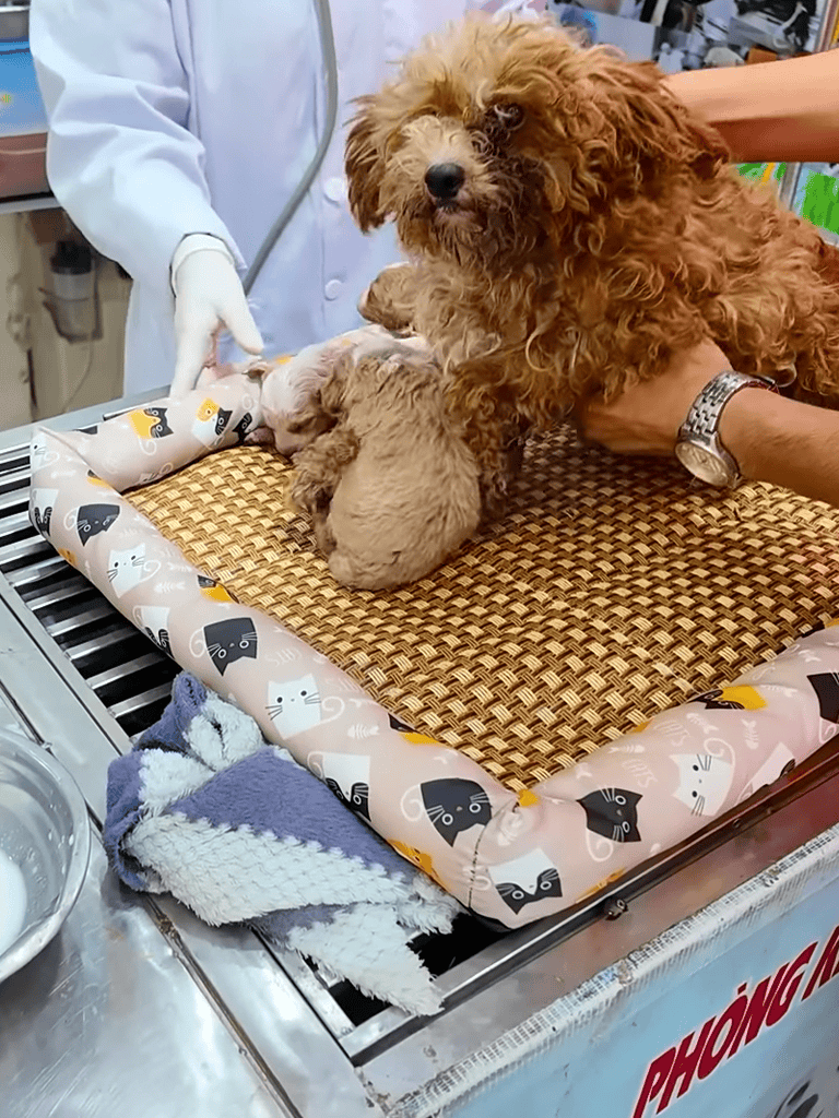 Puppy vet exam with a small dog and an adult dog at a veterinary clinic.