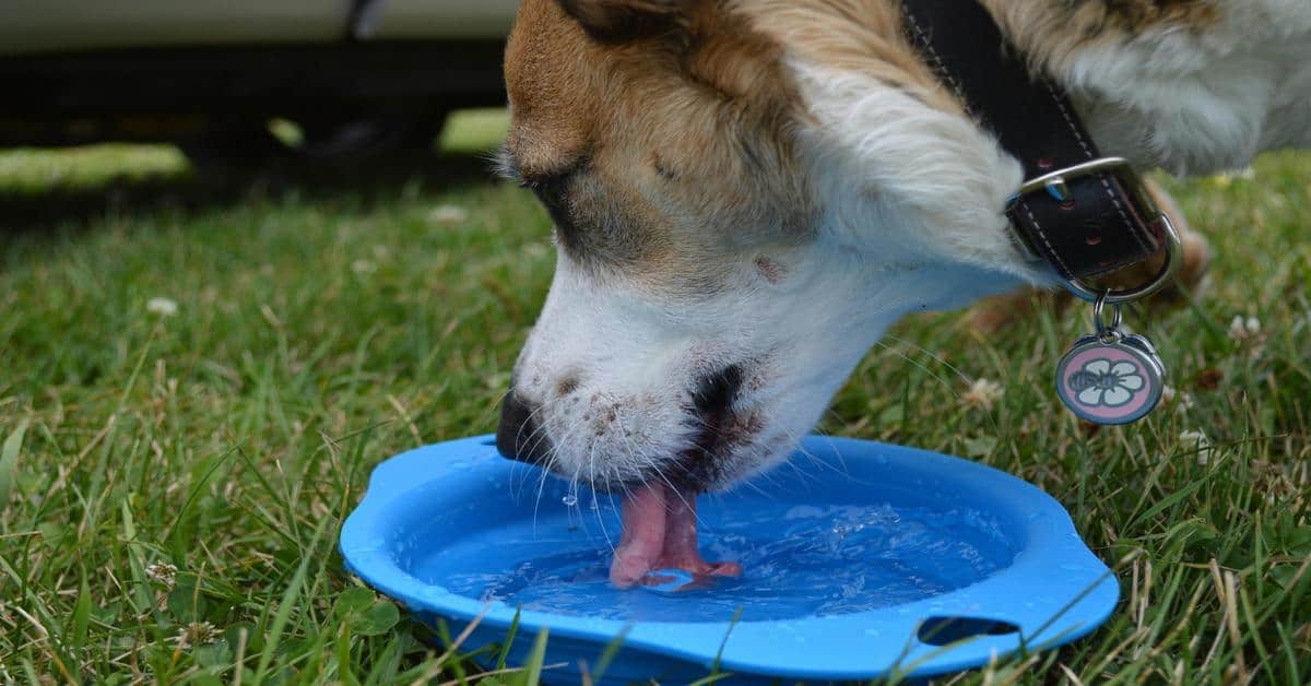 Dog drinking water from a blue bowl outdoors.