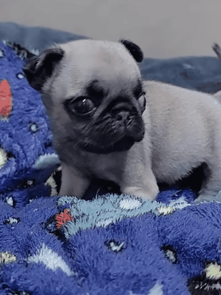 Adorable pug puppy resting on soft, colorful blanket, perfect for dog lovers.
