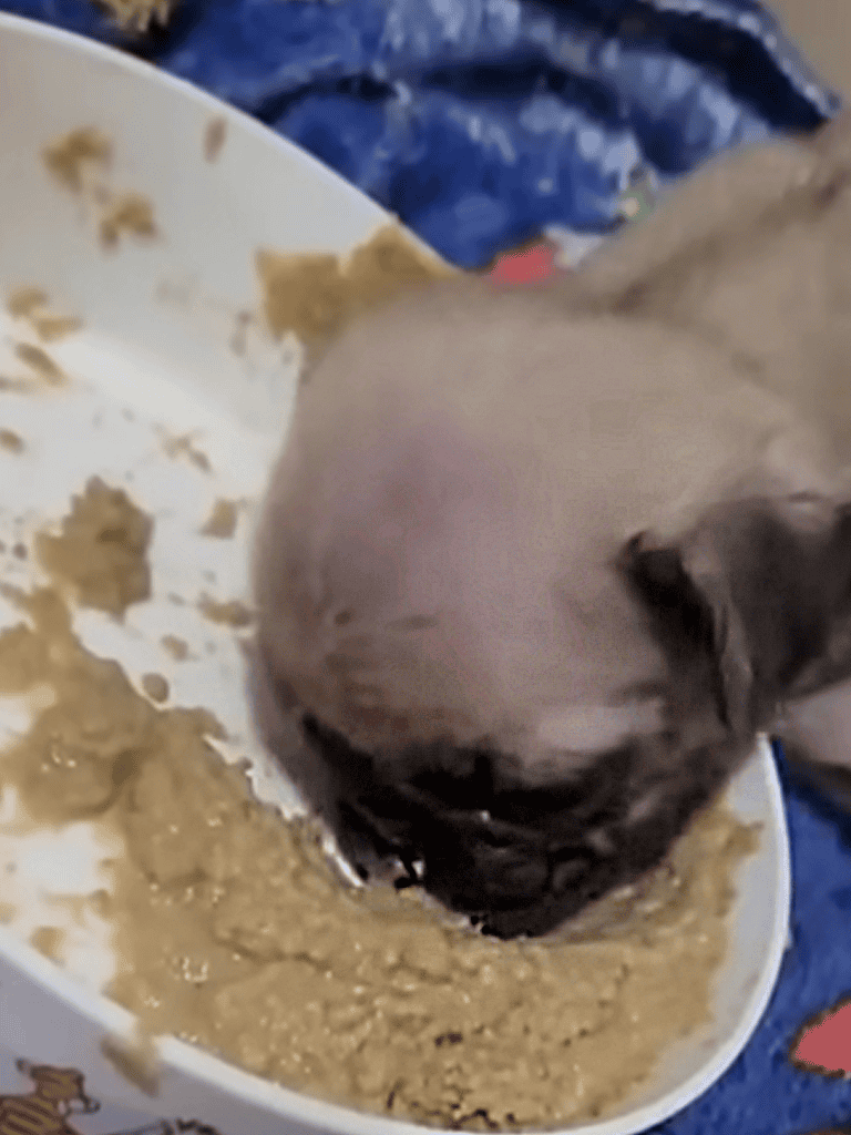 Pug eating wet dog food from bowl, close-up view.