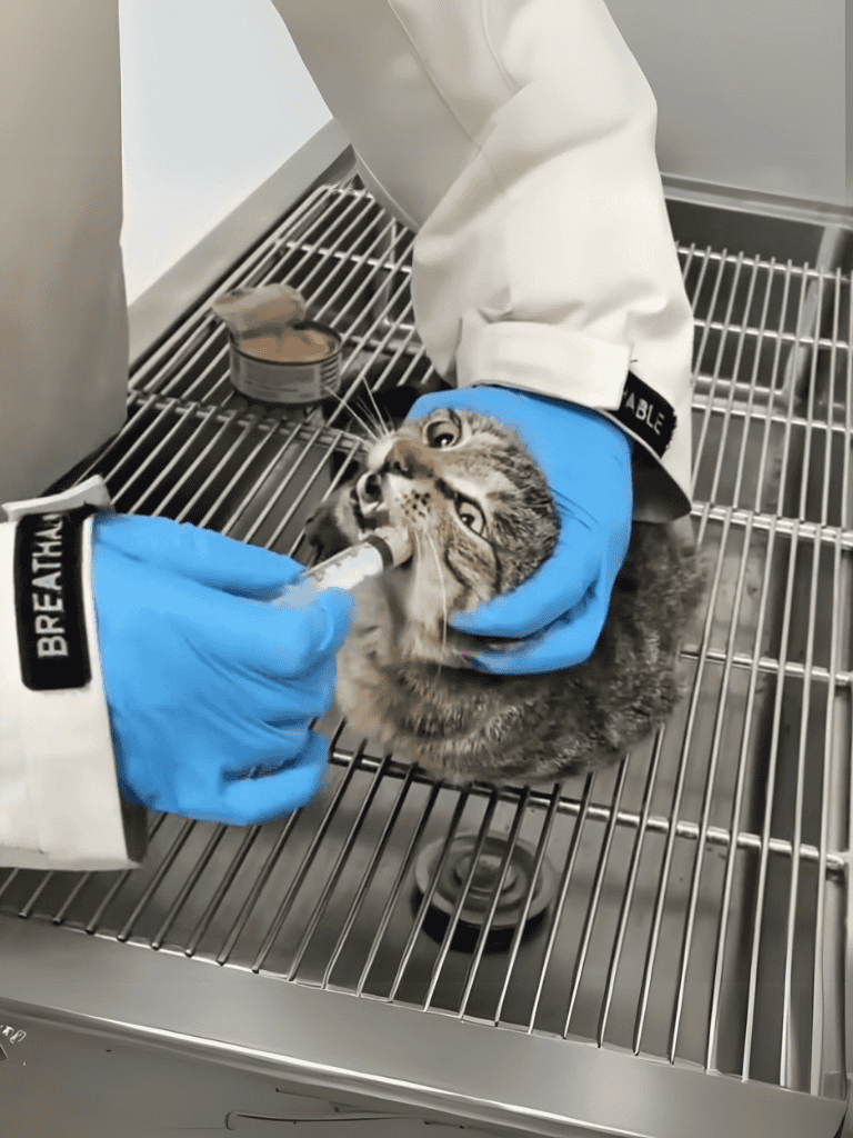 Vet administering medication to a cat in a sterile clinic environment.