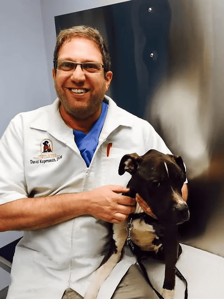 Vet care for dogs at dogfix.