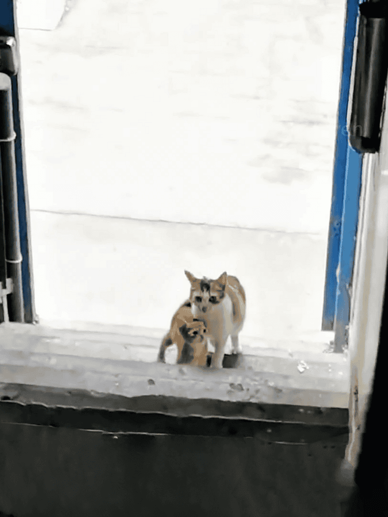 Adorable adult dog with a playful puppy standing at a doorway, showcasing companionship and pet care.