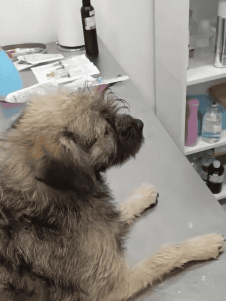 Vet clinic with dog and medical supplies.