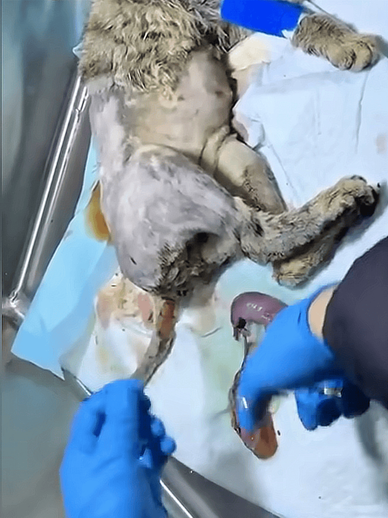 Dog emergency veterinary care during a life-threatening injury or illness.