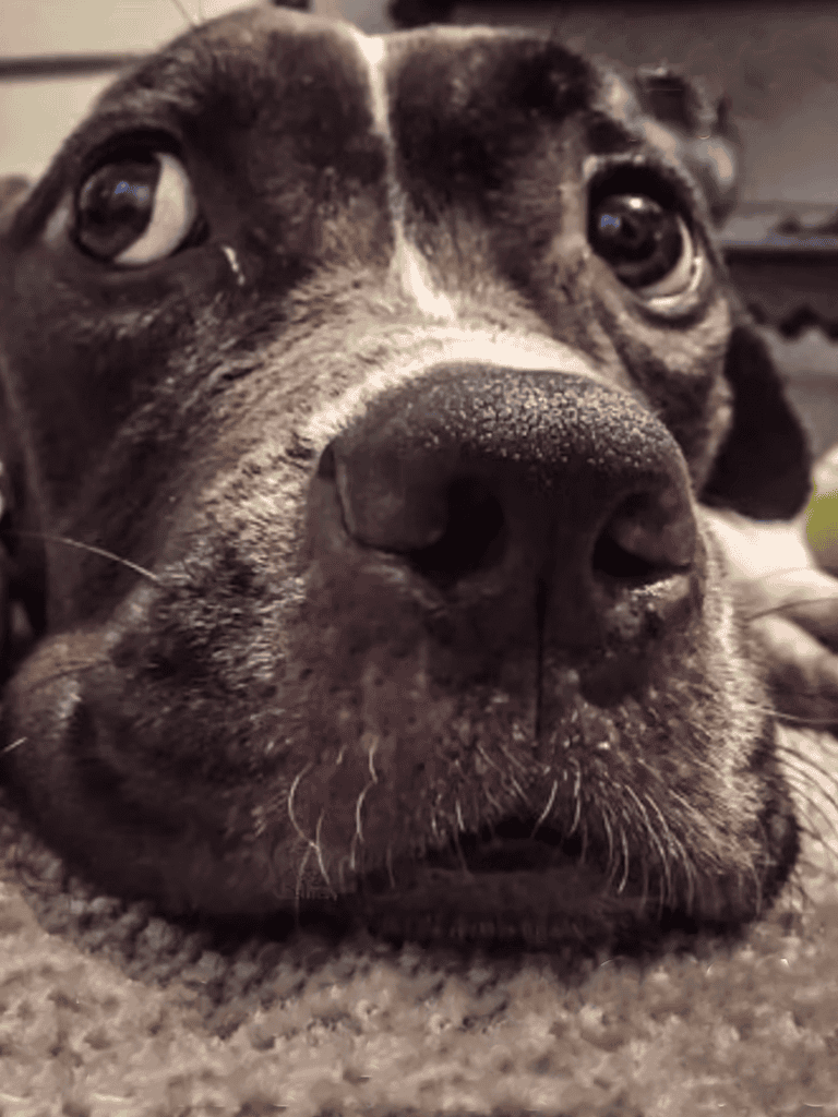 Close-up of a black and white dog’s face, showing expressive eyes and snout.