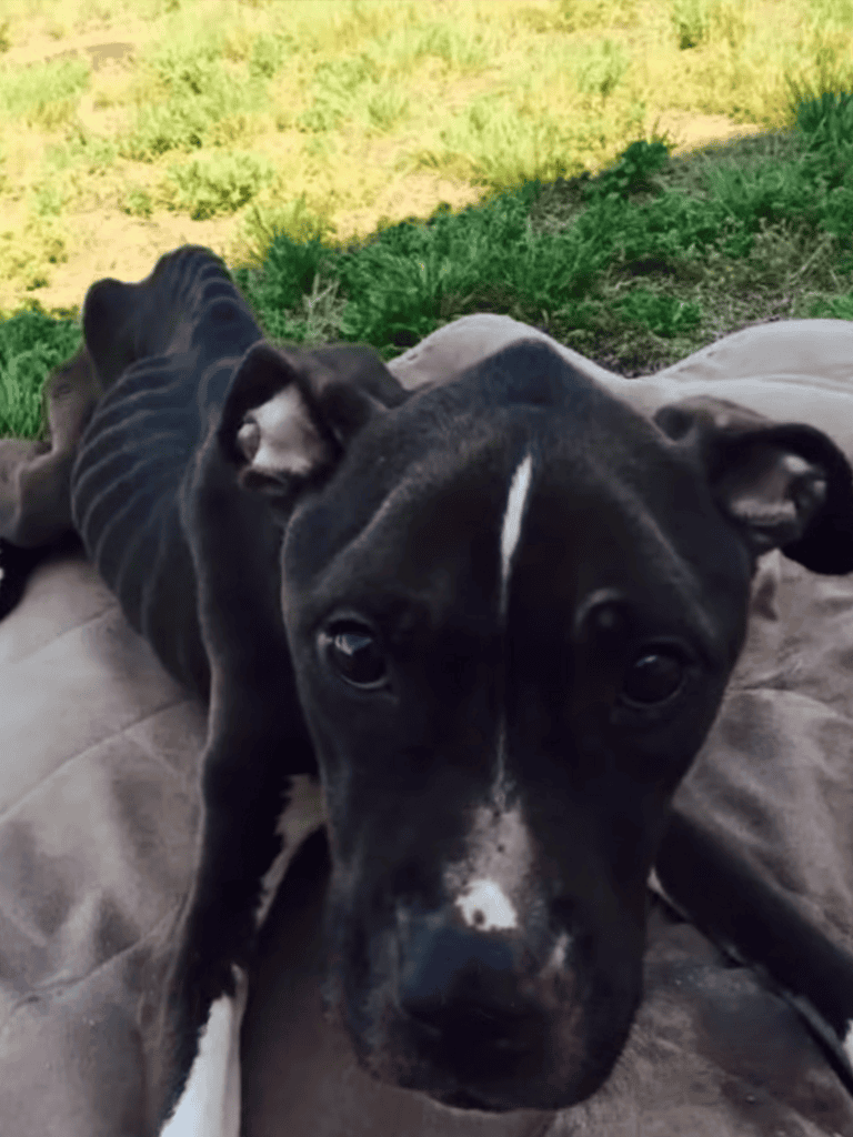 Adorable pitbull puppy lying on blanket outdoors, close-up shot, showing curiosity and cuteness.