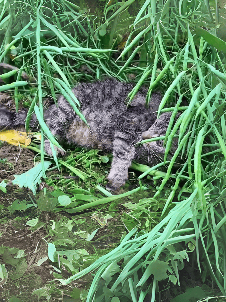 A wild cat resting among lush green grass and leafy plants in a natural outdoor setting.