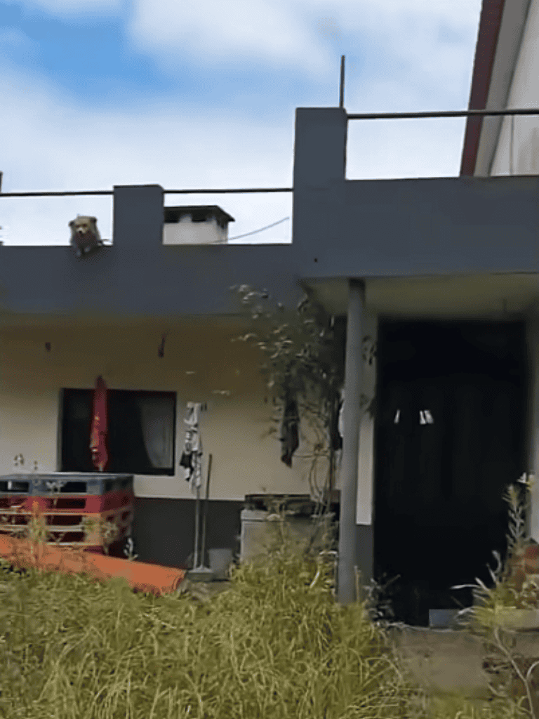 Dog-friendly home with outdoor space, garden, and balcony.