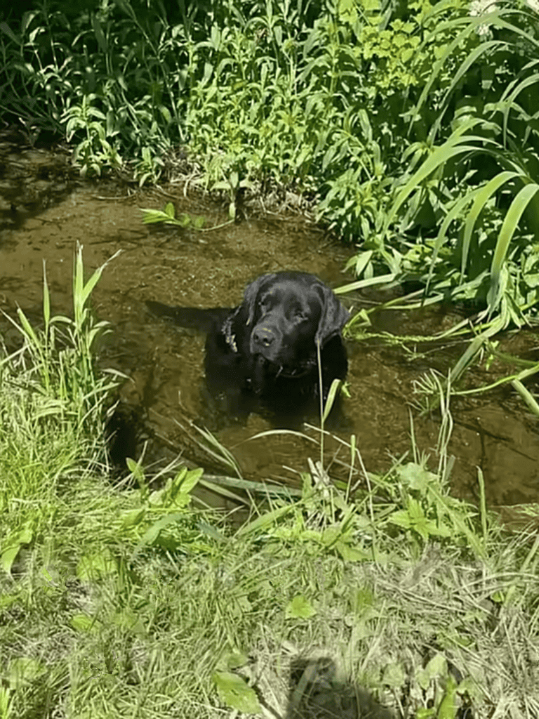 Black Labrador swimming in stream surrounded by greenery.