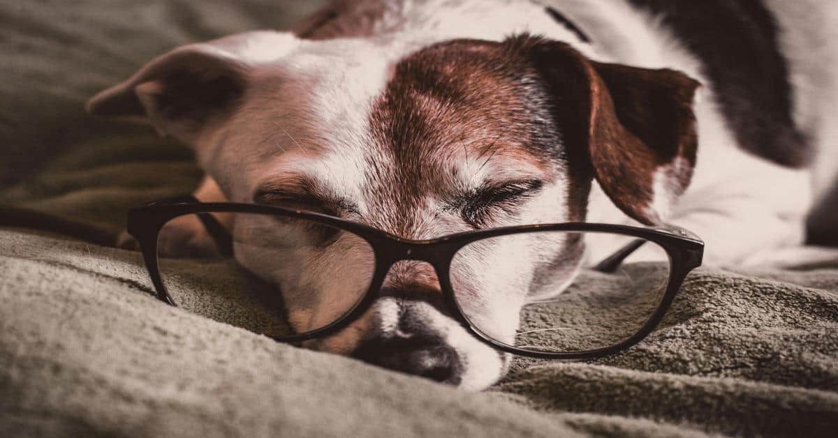 Dog wearing glasses while sleeping peacefully at home.