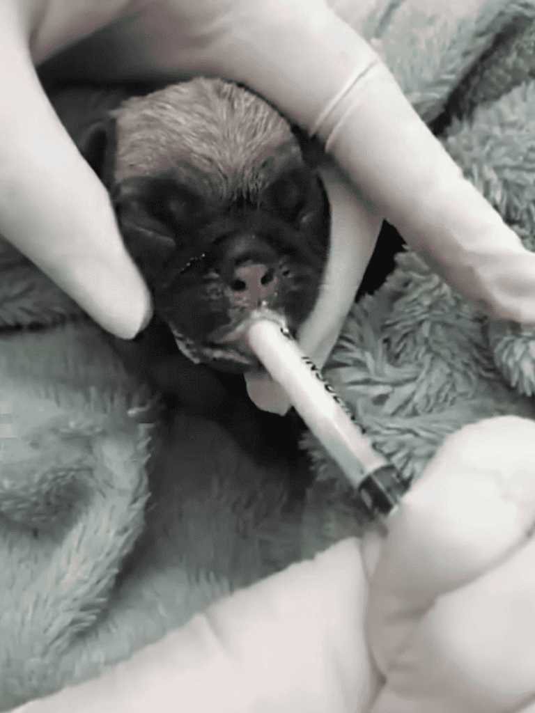 Puppy receiving medication with syringe from veterinarian or owner.
