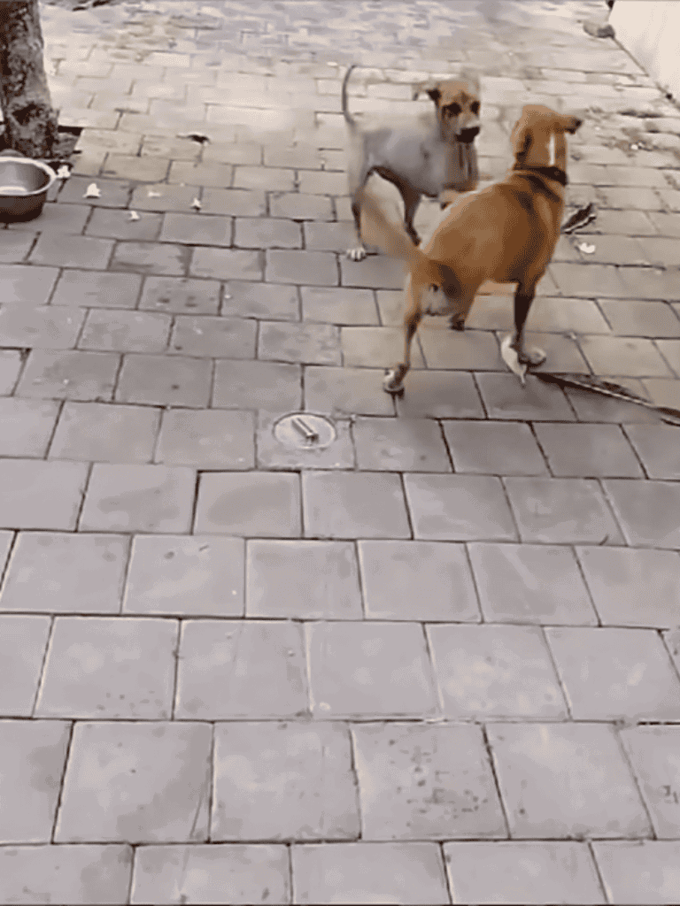 Two dogs playing and wrestling on a brick sidewalk, showing dog interaction and friendly behavior.
