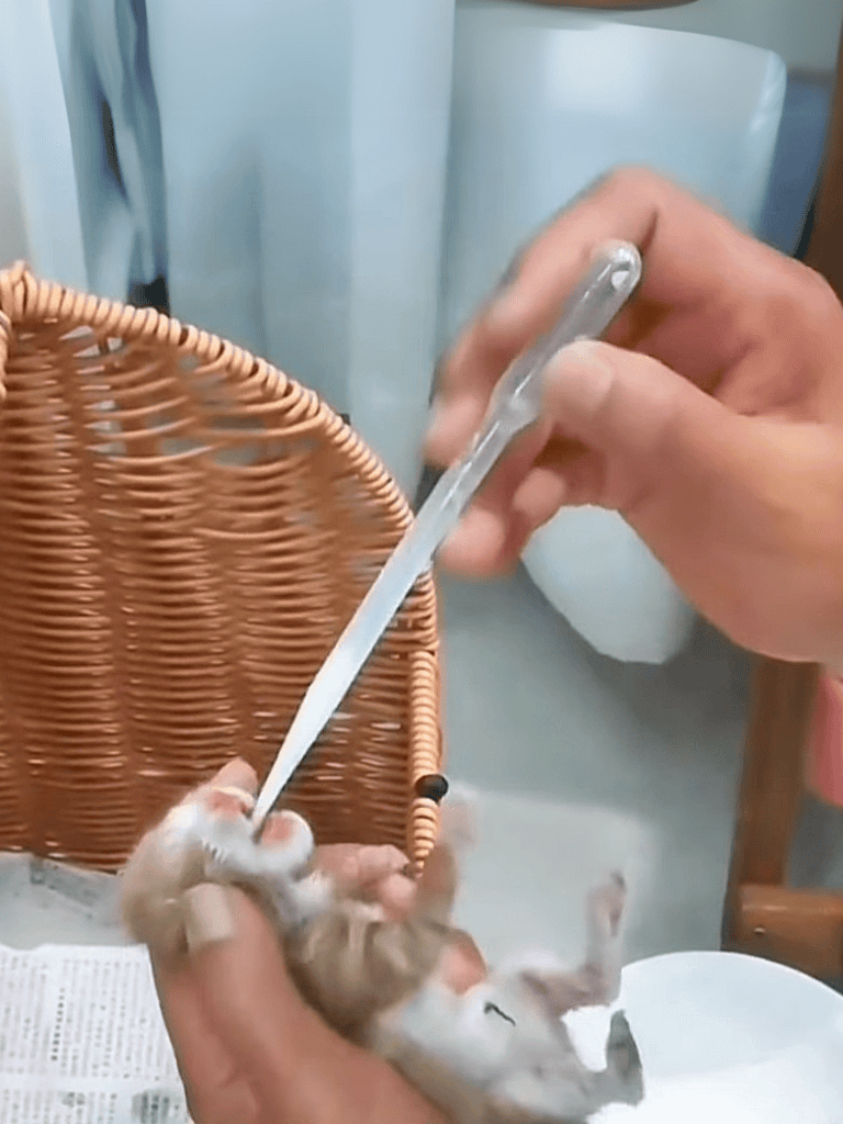 Puppy receiving medicine with a dropper for health and wellness care.