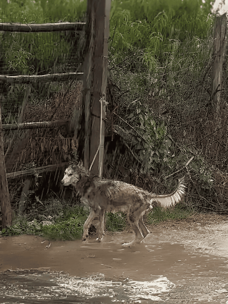 Dog wading through muddy floodwaters near fence and trees.