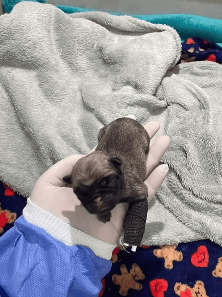 Adorable newborn puppy held in hand, wrapped in blankets, showcasing vulnerability and cuteness.