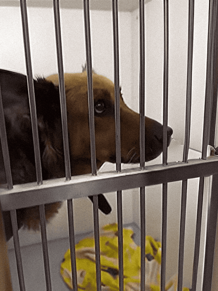 Dog in cage, pet safety and animal shelter, puppy care, dog rescue, shelter dog.