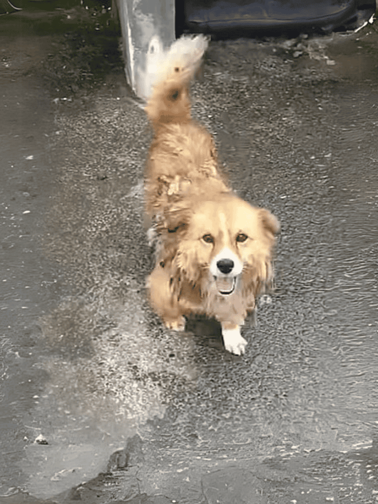 Adorable small dog with fluffy fur walking on wet pavement outdoors.