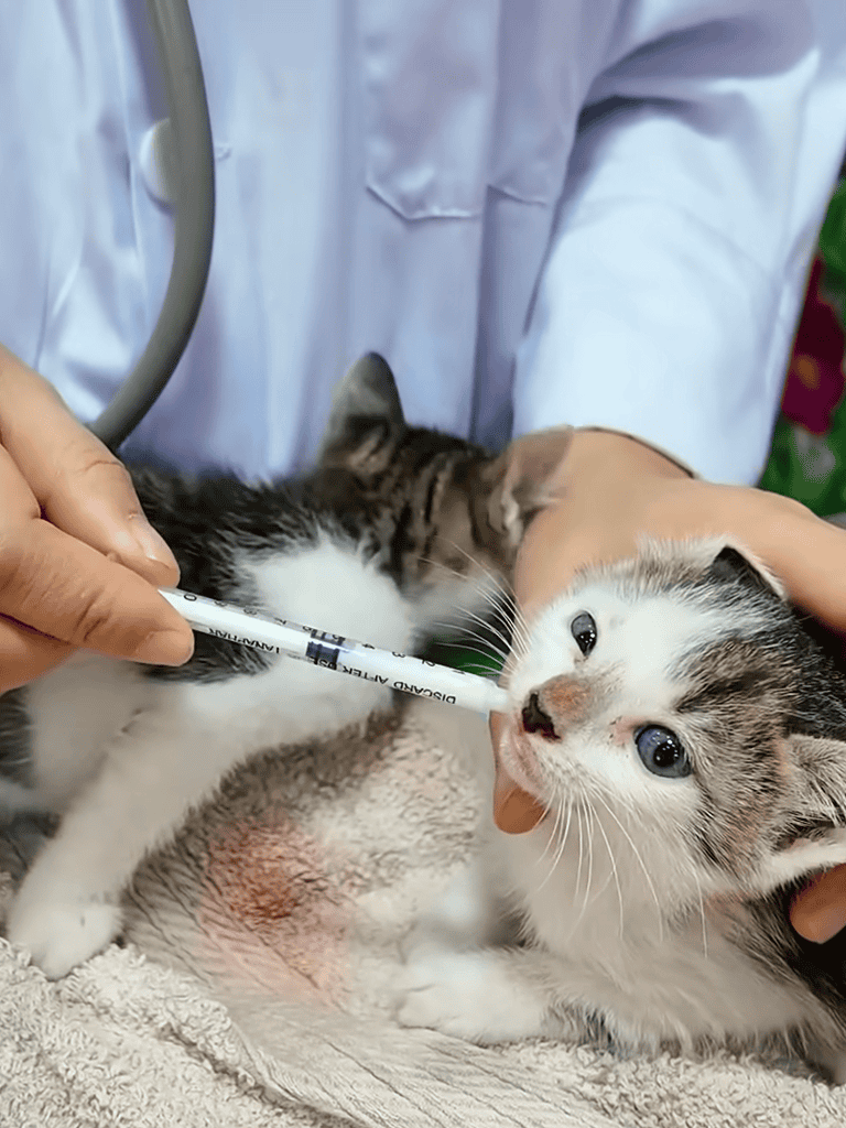 Kitten receiving medicine from veterinarian for improved health and well-being.