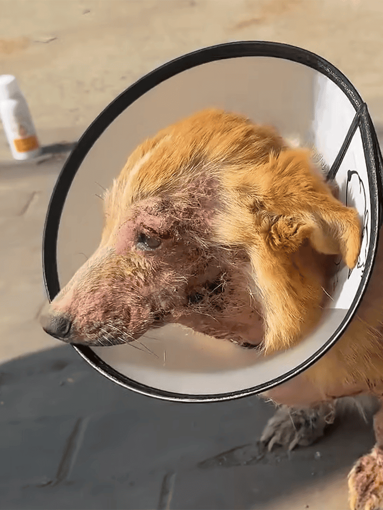 Cute dog wearing a protective cone to aid recovery from a skin condition or injury.