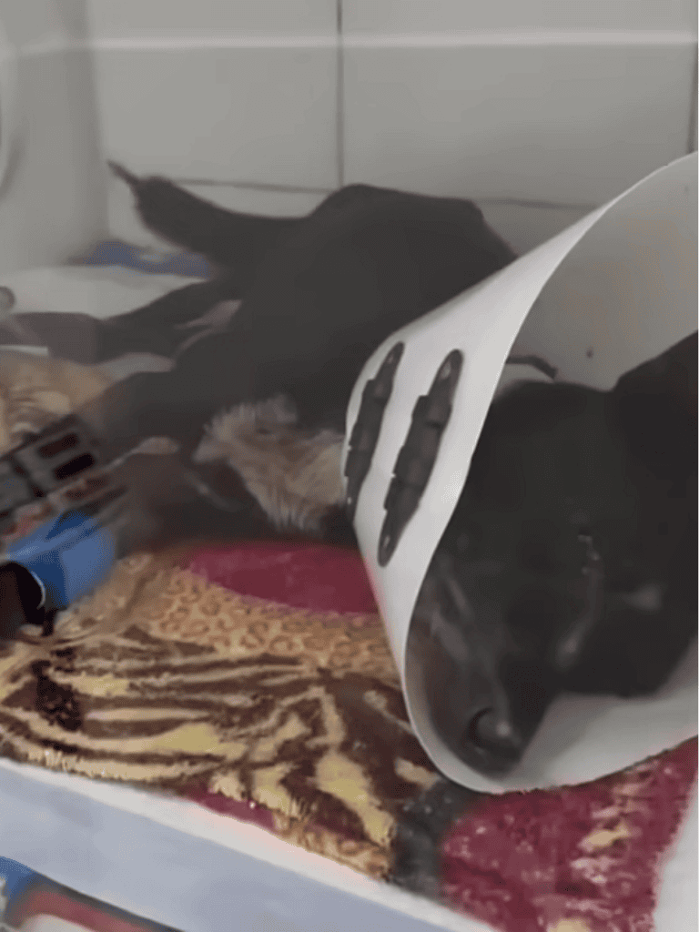 Precious puppy with cone after surgery, resting on soft blanket.