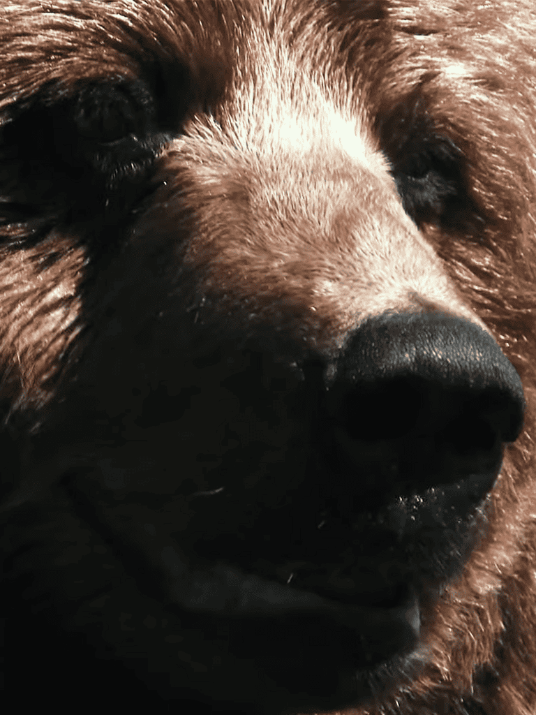 Close-up of a dog's nose and face, highlighting adorable and fluffy fur.