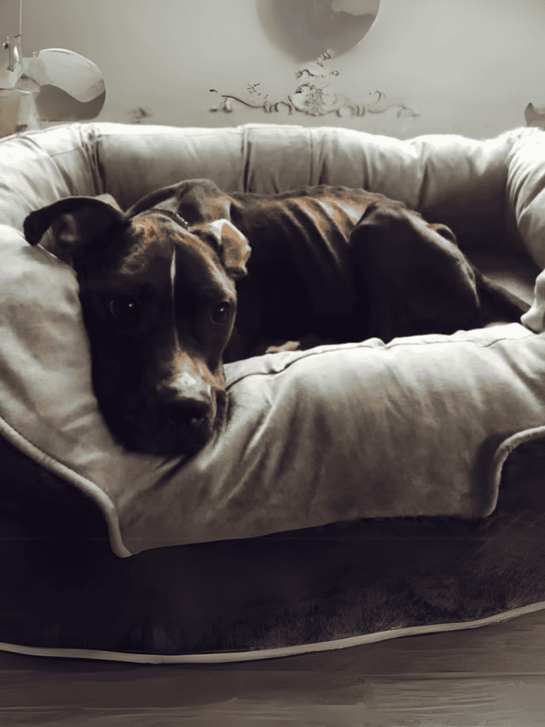 Adorable dog relaxing on plush dog bed, perfect for comfort and naps.