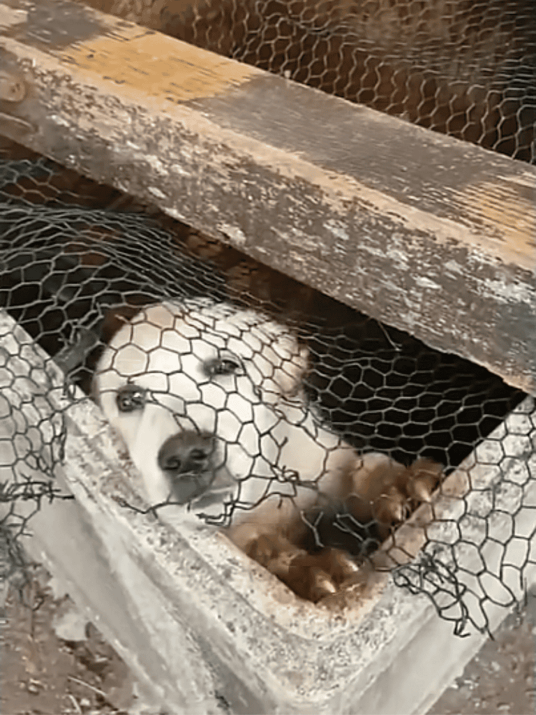 Dog rescue kennel with trapped dog and puppies.