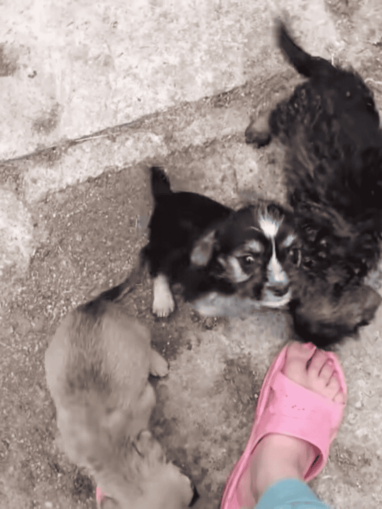 Adorable puppies playing outdoors, a cute scene of puppies and a person with pink slippers.