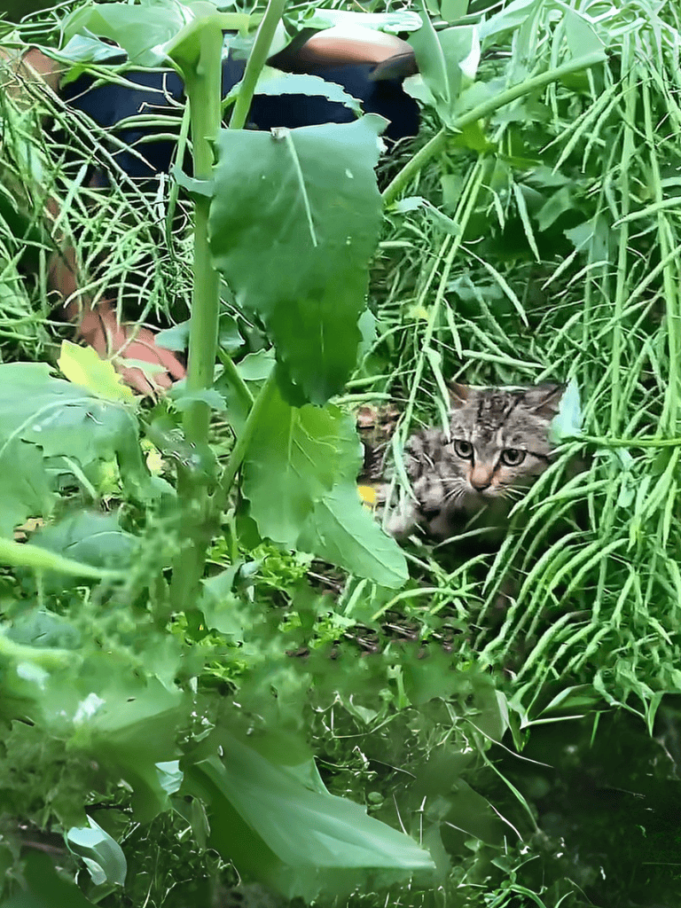 Cat hiding among dense greenery and tall plants.