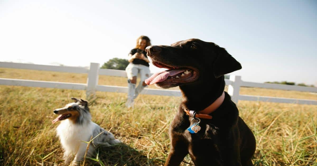 Happy dogs playing outdoors with owner in field.