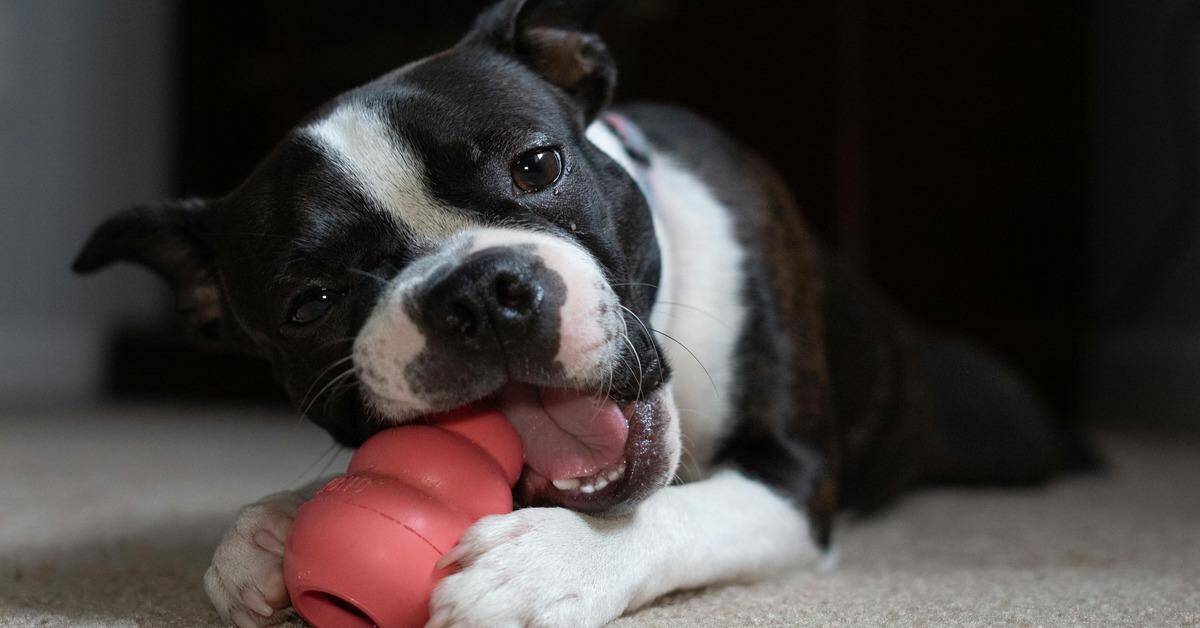 Cute dog playing with a rubber toy at home.