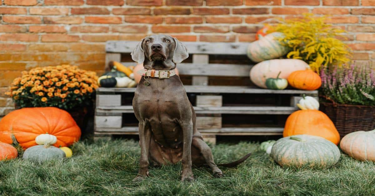 Dog sitting outdoors among pumpkins and fall decor.