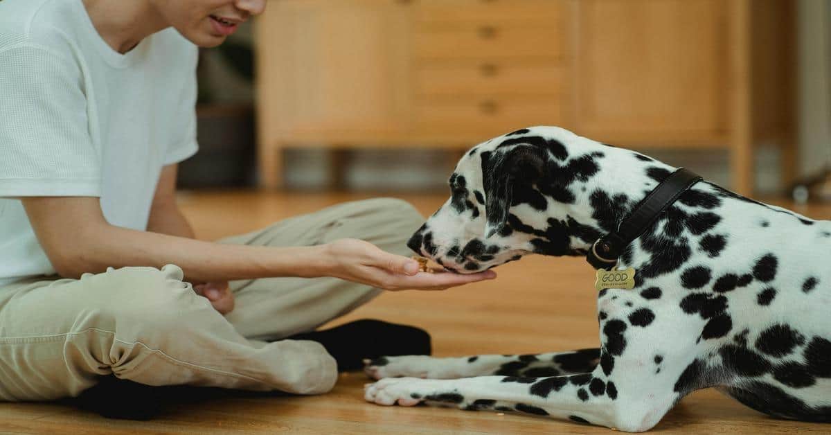 Healthy Dalmatian receiving training at home for better behavior.