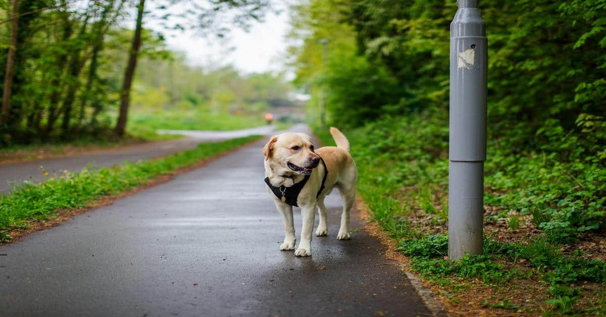 Labrador dog walking on a trail in a lush green park, enjoying outdoor exercise.