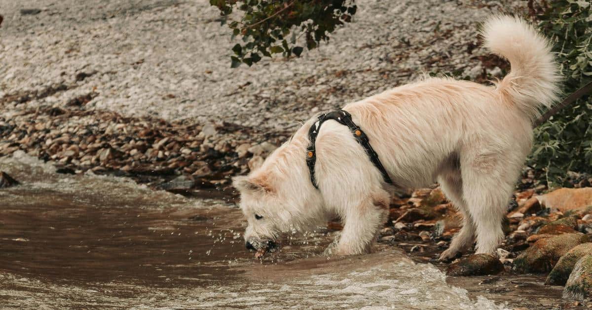 ALT text: Adorable dog drinking water from creek in nature, wearing harness.