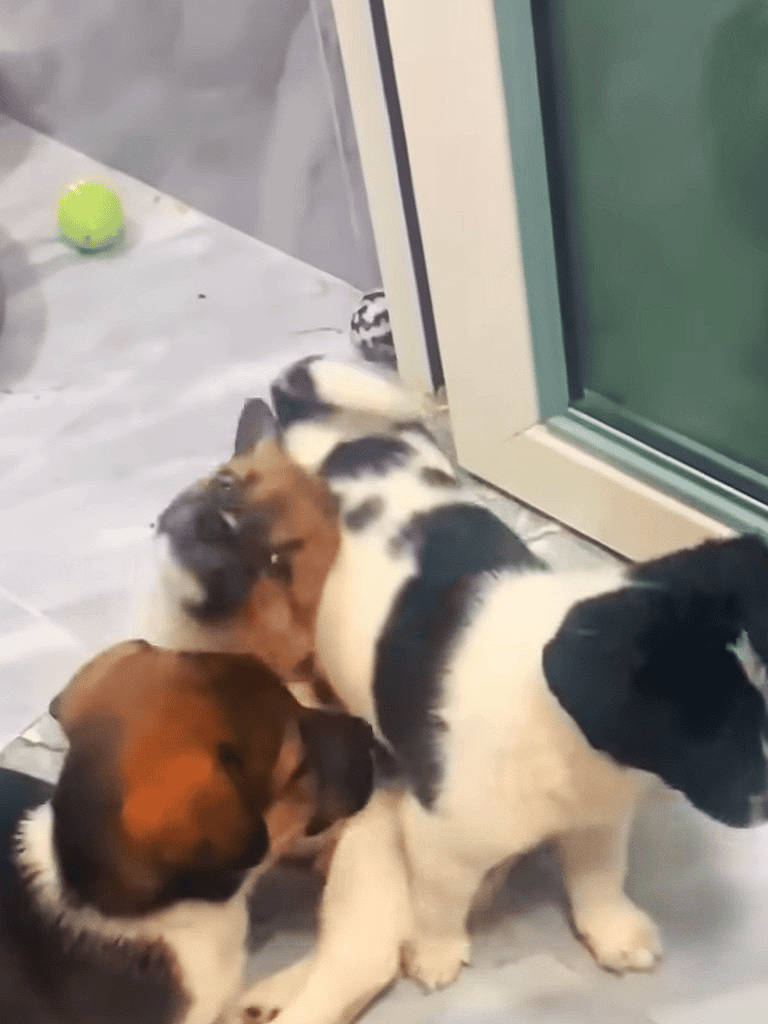 Adorable puppies playing and cuddling during dog training session at a professional dog care center.