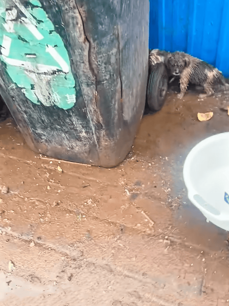 Dog shelter for stray and rescued dogs.