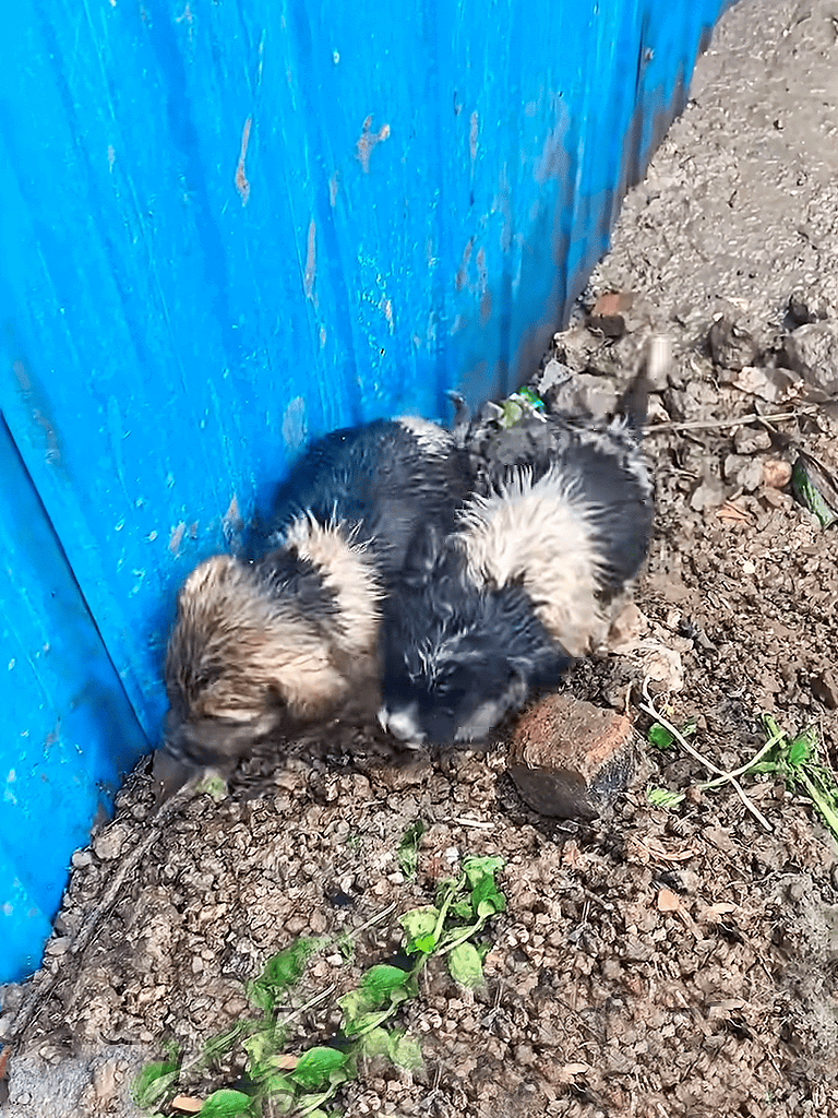 Adorable puppies exploring the dirt and mud near a blue wall, showing curiosity and sibling bond.