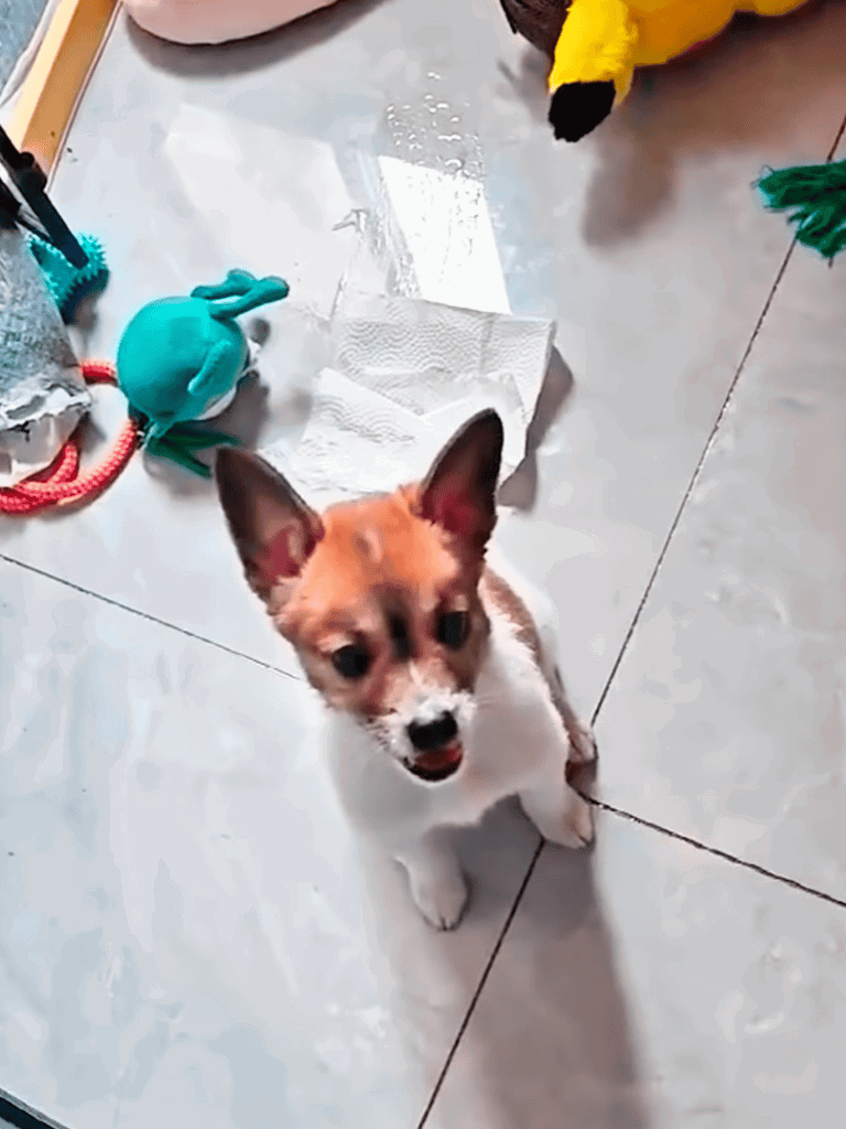 Cute small puppy surrounded by colorful dog toys on tiled floor.