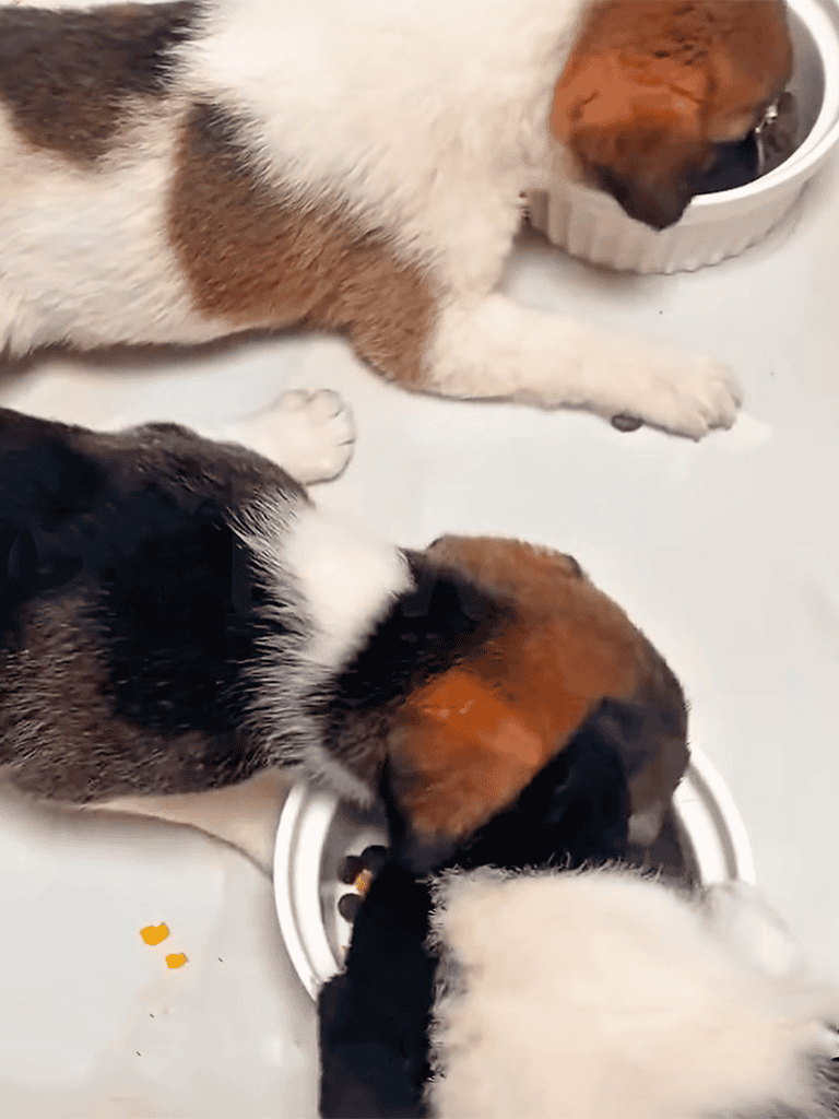 Adorable puppies sharing food from bowls, showcasing cuteness and pet bonding.