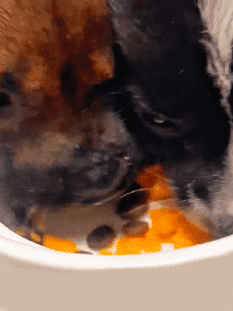 Close-up of a Toy Poodle enjoying fresh carrots in a bowl at a dog daycare center.