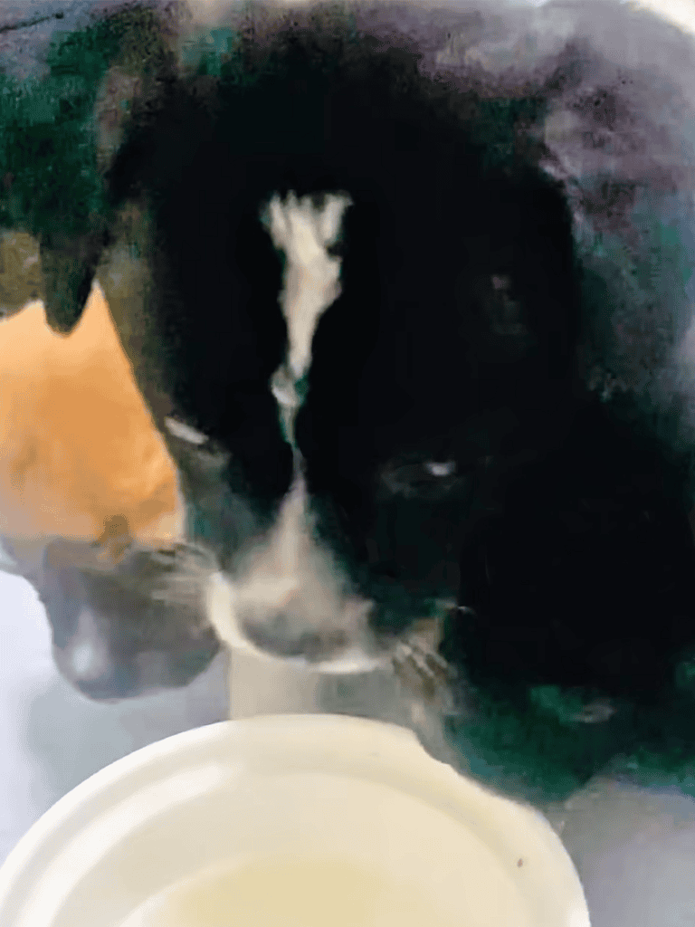 Adorable dog drinking water from bowl.