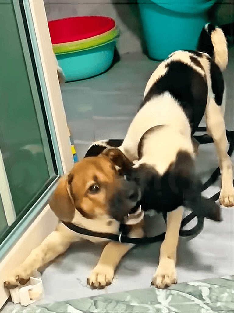 Cute puppies playing and tugging on each other near door.