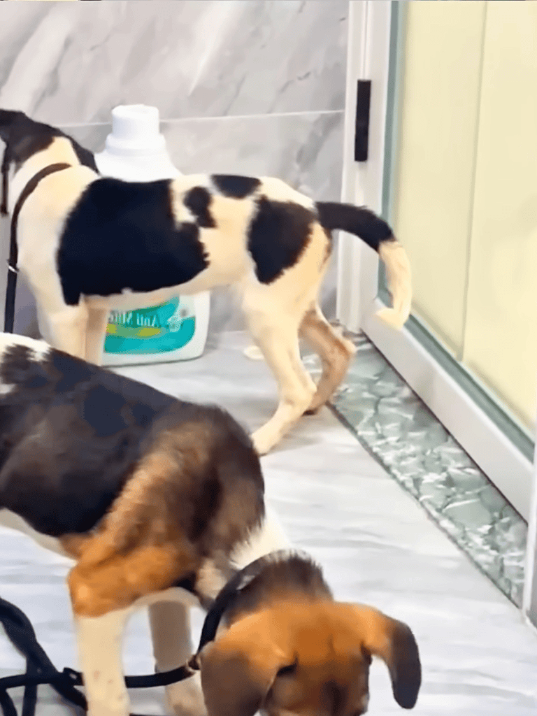 Cute puppies exploring at dog care center.